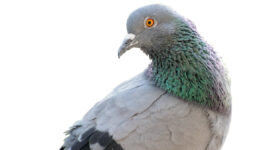 This New AI Geolocates Photos With Breathtaking Speed and Accuracy