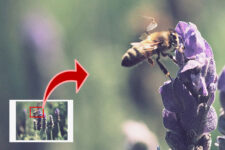 Top Software for High Quality Enlargements