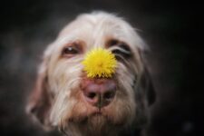 Creative Ideas to Make Your Pet Photos Pop