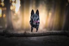 How to Photograph Your Dog in Motion