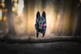 How to Photograph Your Dog in Motion